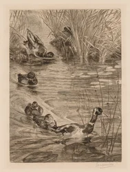 Ducks at play, c. 1870