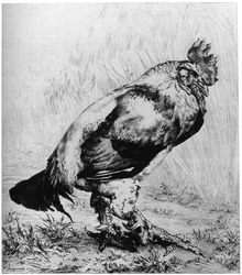 La Coq
