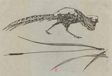 Pheasant