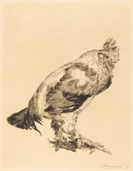 The Old Cock