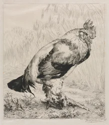 The Old Cock, 1882