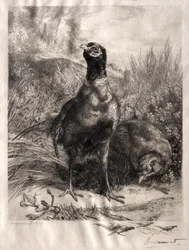 The Pheasants