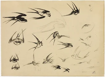 The Swallows
