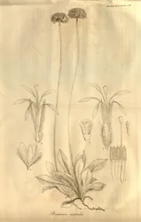 Tab. 28 from Volume X of Transactions of the Linnean Society of London