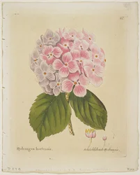 Schonbluhende Hydrangia, from Icones Plantarum Medico-Oeconomico-Technologicarum cum Earum Fructus ususque Descriptione, 1804