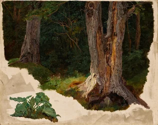 Tree Study