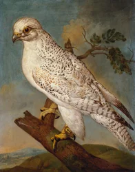 A Falcon on a Branch