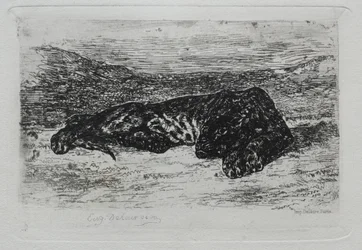Tiger Lying in the Desert