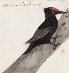 The Great Black Woodpecker