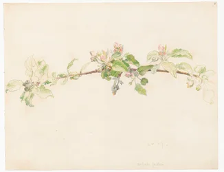 Branch of a Flowering Apple Tree