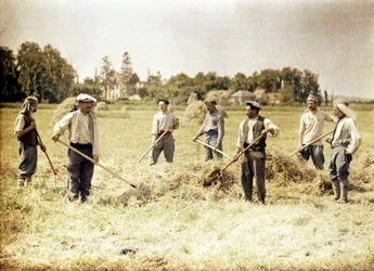 Eight Members of the 143rd Infantry Division of the French Army Making Hay, Soissons, Aisne, France, 1917
