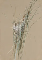 Birds Nest in Cattails