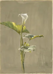 Calla Lily