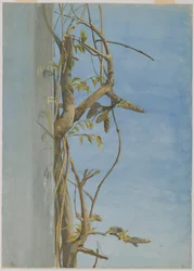 Wisteria on a Wall