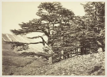 Cedars of Lebanon