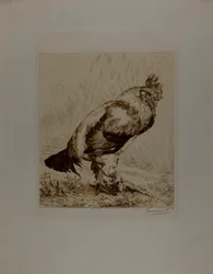 The Old Cock