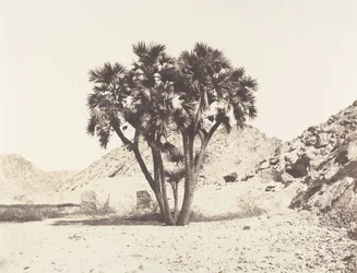 Environs of Fileh, Doum Palm on the Eastern Bank of the Nile