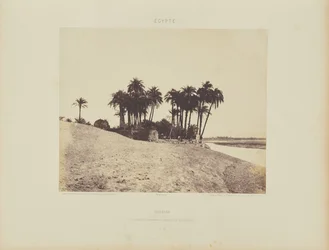 Luxor. Date Palms and Garden of the Luxor Expedition