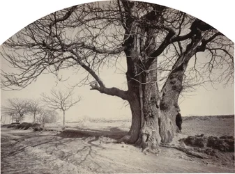 Large Chestnut Tree on the Side of a Road
