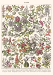 Fleurs II - ASTER EDITION, 2023