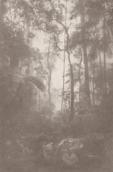 Foggy Jungle 1