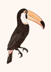 Toco (Color Version)