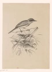 Two Small Birds on a Branch