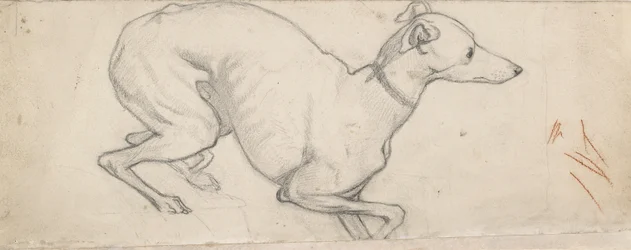 Study of a Greyhound
