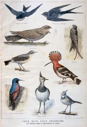 Birds that are Protected and Helpful in Agriculture