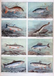 Freshwater Fish, 1898