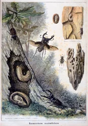 Harmful Insects