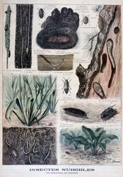Insects harmful to furs, 1897