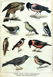 Birds Useful to Agriculture: Starling, Chaffinch