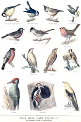 The Useful Birds in Agriculture