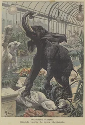 Two enraged elephants on the rampage in London