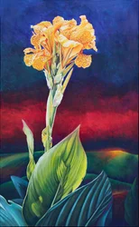 Yellow Canna Lily