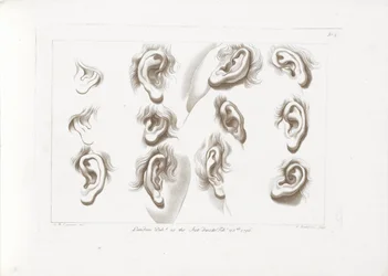 Twelve Ears (Cipriani