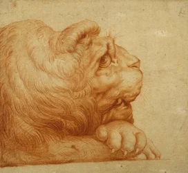 A Lion