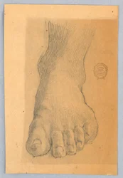Study of Left Foot