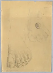 Study of a Left Foot