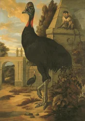 A Cassowary