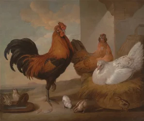 Domestic Cock, Hens, and Chicks