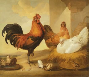 Domestic Cock, Hens and Chicks, 1655
