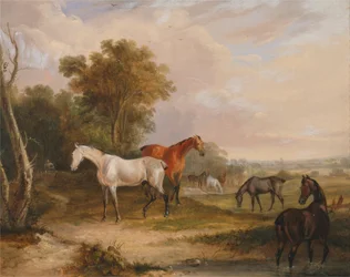 Horses Grazing: A Grey Stallion Grazing with Mares in a Meadow