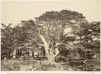 The Largest of the Cedars, Mount Lebanon