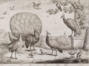 Group of Birds with Peacock