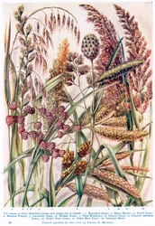 Some Beautiful British Grasses and Sledges