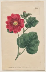 The Botanical Magazine or Flower Garden Displayed: Plate 892, Althaea Flexuosa. Seringapatam Hollyhock. [Althea rosea]