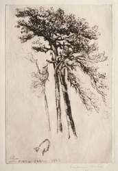 The Latest Tree
