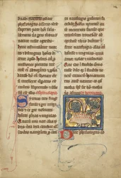 A Hedgehog from a Bestiary Ms Ludwig XV 4, fol. 82, c.1280-1300